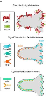 Using Live-Cell Imaging and Synthetic Biology to Probe Directed Migration in Dictyostelium